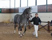 Berlin dei Folletti TosTour2013- S5 3005 : Arezzo, Arezzo Equestrian Centre, Berlin dei Folletti, Cavalli d'Italia, Toscana Tour 2013, foto di Stefano Secchi ©